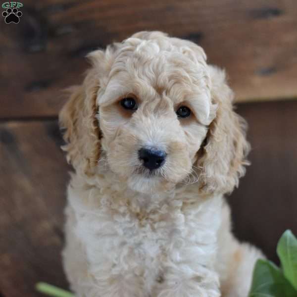 Dusty, Mini Labradoodle Puppy